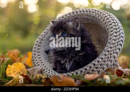 Graues sibirisches Kätzchen, das in einem Sonnenhut im Herbstpark sitzt, gefallene Blätter Stockfoto