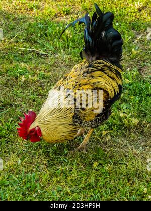 Schöner Hahn mit bunten Federn auf dem Bauernhof. Stockfoto