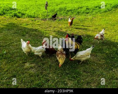 Hahn mit schönem Gefieder und Hühnern auf dem Bauernhof. Stockfoto