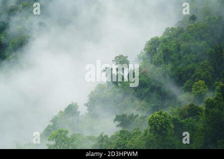 Tropische Waldlandschaft mit Nebel und Nebel Stockfoto