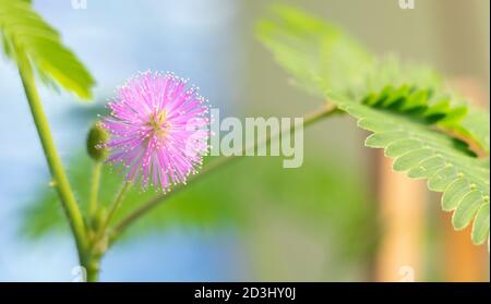 Mimosa pudica in Blüte. Wie Pflege für Mimosa pudica zu blühen. Mimosa Blume Nahaufnahme mit Kopierraum Stockfoto