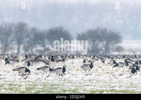 Eine Schar von Weißwangengänsen (branta leucopsis), die im Winter in den Niederlanden auf Ackerland im Schnee grasen. Einer der Gänse steht auf, während er sich ausbreitet Stockfoto