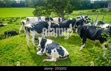 Holstien Kühe sitzen und stehen in einem sonnigen grünen Feld Stockfoto