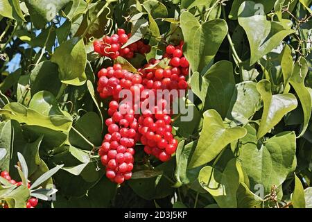 Detail der Blätter und Trauben der Früchte von Sarsaparilla, Smilax aspera Stockfoto