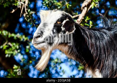 Arganbäume und die Ziegen auf dem Weg zwischen Marrakesch und Essaouira in Marokko Stockfoto