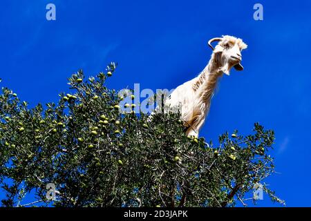 Arganbäume und die Ziegen auf dem Weg zwischen Marrakesch und Essaouira in Marokko Stockfoto