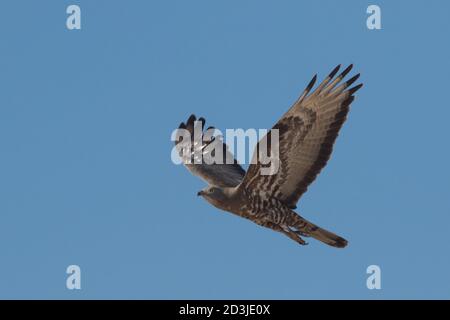 Wandernder Honigbussard im Flug Stockfoto