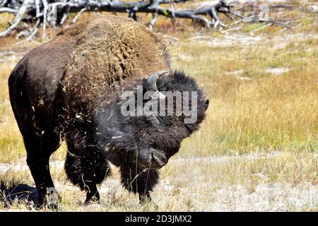 Buffalo beim Staubbad im Yellowstone National Park. Stockfoto