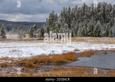 Ein amerikanischer Bison grast im Spätherbst auf einem Feld und staubt Schnee im Yellowstone National Park. Stockfoto