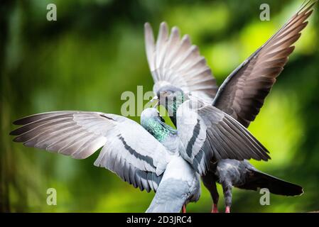 Felstaube - 'Dächer des Krieges' Stockfoto