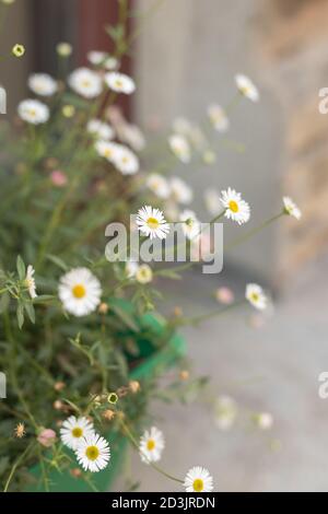 Ochsenaugen-Gänseblümchen in einem Topf, der draußen wächst Stockfoto