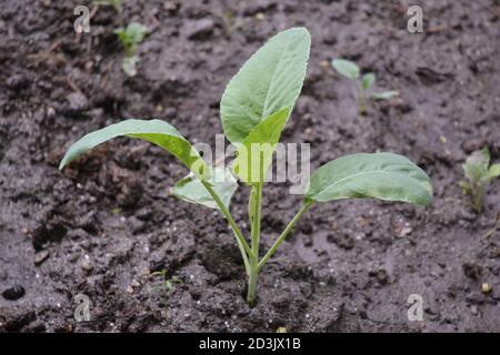 Ein Blumenkohlensämling in einem Garten. Stockfoto