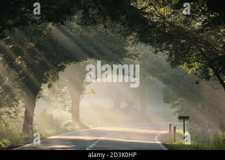 Sonnenstrahlen zwischen Bäumen entlang der Straße auf einem Nebliger Morgen Stockfoto