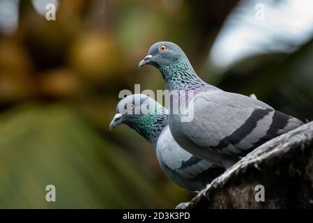 Felstaube - 'Dächer des Krieges' Stockfoto