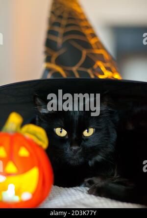 Schwarze Katze in einem Hexenhut mit Kürbis Jack Laterne. Halloween-Konzept. Stockfoto