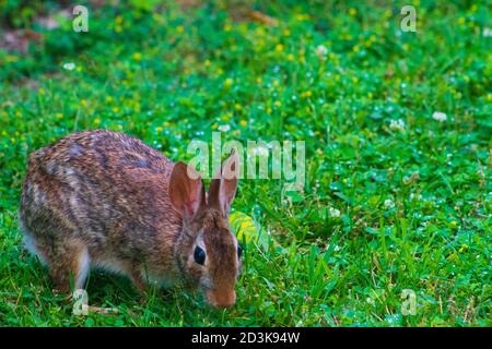 Eastern cottontail Hase Nahrungssuche zwischen üppigem Gras und wilden Blumen. Stockfoto