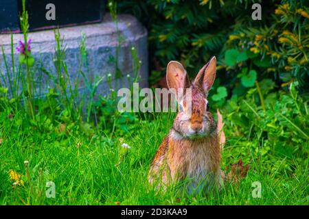 Eastern cottontail sitzt und sieht so aus, als ob es für das Bild posierte. Stockfoto