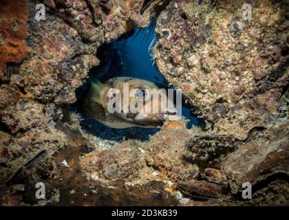 Neugieriger Gefleckter Burrfish mit einem großen Auge aus spätem heraus Ein Loch in der Koralle Stockfoto