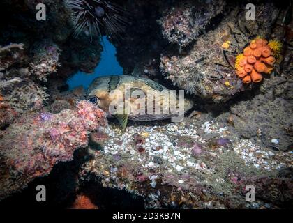 Modest Spotted Burrfish am Boden des Indischen Ozeans Stockfoto