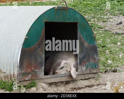 Einsames Schwein, Sau, schlafen in einem Tierheim vor der Nachmittagssommersonne, auf einer Freilandfarm. Stockfoto