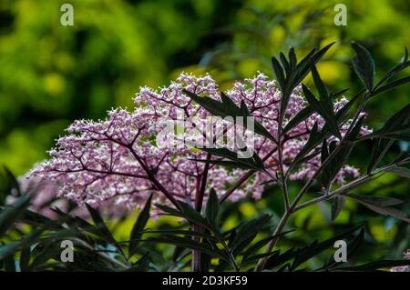 Nahaufnahme der Holunderblüte (sambucus nigra) fotografiert im schattigen Abendlicht in einem West Sussex Garten. Stockfoto