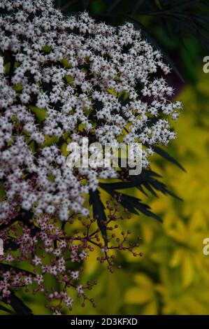 Nahaufnahme der Holunderblüte (sambucus nigra) fotografiert im schattigen Abendlicht in einem West Sussex Garten. Stockfoto