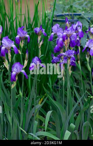Zarte blaue Iris auf einem Blumenbeet in einem Park im Frühsommer. Stockfoto