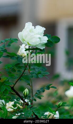 Grüner Busch von wilden Hagebutten mit weißen Blüten an einem hellen sonnigen Tag. Stockfoto