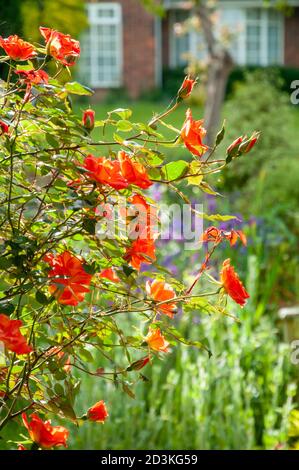 Nahaufnahme eines Rosenbusches mit orangen Rosen ('Warm Welcome') an einem sonnigen Sommertag in einem Vorgarten, West Sussex, Großbritannien. Stockfoto