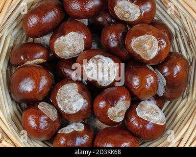 Weiße Pferd Chestnut, Aesculus hippocastanum Stockfoto