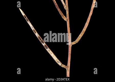 Alliaria petiolata, Knoblauchsrauke, Knoblauchsrauke, Nahaufnahme, Frucht mit Samen