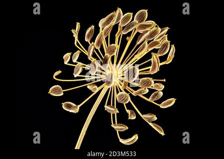 Anethum graveolens, Dill, close up, Samen (Früchte), Dolde Stockfoto