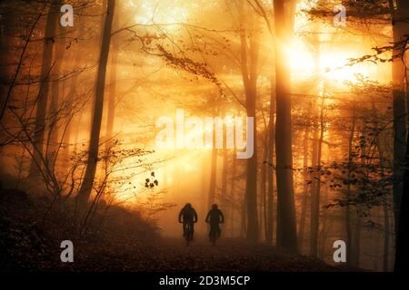 Surreale Lichtstimmung in einem Wald, mit den Sonnenstrahlen fallen durch den Herbstnebel und Silhouetten von zwei Menschen Radfahren auf einem Weg Stockfoto