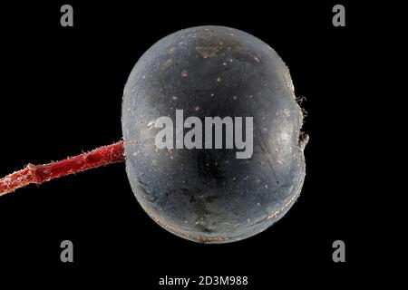 Aronia melanocarpa, Schwarze Apfelbeere, Schwarze Apfelbeere, Nahaufnahme, Frucht Stockfoto