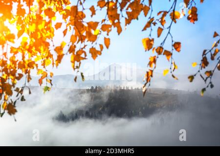 Erstaunliche Szene auf nebligen Herbstbergen. Gelbe Birkenzweige mit glühenden Blättern in fantastischer Morgensonne. Karpaten, Europa. Landschaftsfotografie Stockfoto