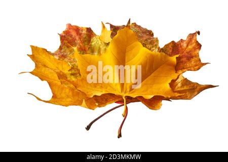 Trockene mehrfarbige Ahornblätter isoliert auf weißem Hintergrund. Herbsthintergrund Stockfoto