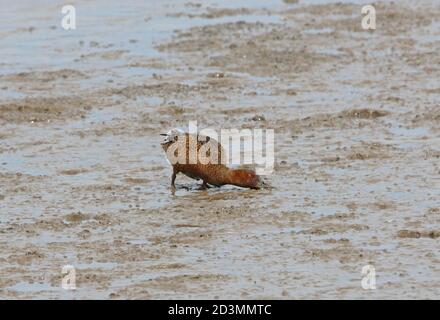 Cinnamon Teal (Anas cyanoptera) erstes Wintermännchen, das sich auf dem Gezeitenschlamm am Fluss Buenos Aires, Argentinien, ernährt Januar Stockfoto