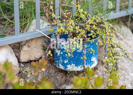 Recycling-Garten-Design und Low-Waste-Lifestyle. Hängende Sukkulente Pflanze in einem alten blauen Topf verwandelt sich in einen Gartenblumentopf. Reduzieren, wiederverwenden, recyceln Pflanzmaschine Handwerk Ideen. Stockfoto