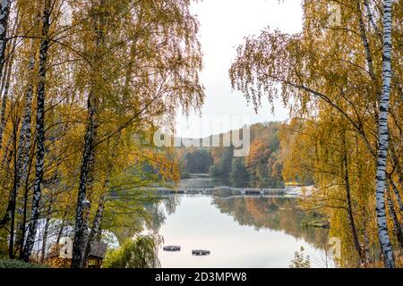 Birken mit gelben Blättern auf dem Hintergrund des Teiches. Herbstlandschaft Stockfoto
