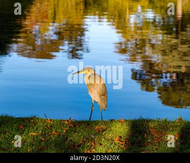 Gosford Estate, East Lothian, Schottland, Großbritannien, 8. Oktober 2020. UK Wetter: Herbst Sonnenschein Reflexionen. Ein grauer Reiher (Ardea cinerea), der am Rand eines Sees steht Stockfoto