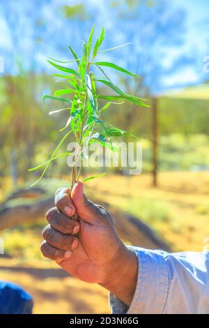 Kings Creek, Australien - 21. Aug 2019: Australischer Ureinwohner zeigt in seiner Hand die Buschpflanzen, die während der traditionellen Rauchzeremonie verwendet werden Stockfoto