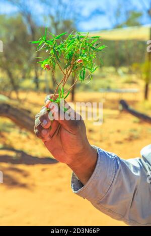 Kings Creek, Australien - 21. Aug 2019: Australische Uroriginalhand mit der Buschpflanzenprobe, die während der traditionellen Rauchzeremonie von Local verwendet wurde Stockfoto