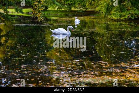 Gosford Estate, East Lothian, Schottland, Großbritannien, 8. Oktober 2020. UK Wetter: Herbst Sonnenschein Reflexionen. Ein Paar stummer Schwäne spiegelte sich im künstlichen See zwischen den Herbstblättern wider Stockfoto