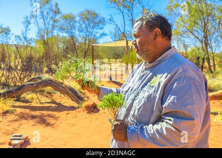 Kings Creek, Australien - 21. Aug 2019: Australischer Ureinwohner zeigt die Buschpflanzen, die während der traditionellen Rauchzeremonie von Local verwendet werden Stockfoto