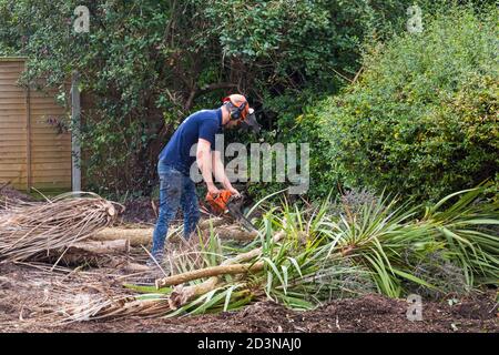 Gartenarbeit und Renovierung Teilnahme an Garten in Bournemouth, Dorset UK im Oktober, Mann Schneiden bis Palme Cordyline australis mit Kettensäge Stockfoto