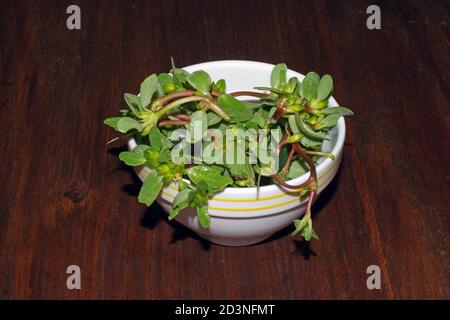 Purslane (portulaca oleracea) Nahaufnahme Stockfoto