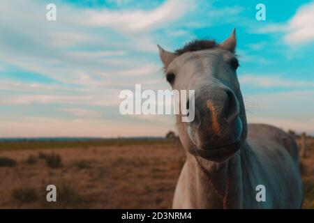 Weißes Pferd auf dem Land Stockfoto