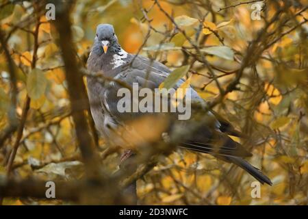 Eine Holztaube auf einem Ast, frontale Ansicht. Wilder Taubenvogel im bunten Herbstlaub. Stockfoto