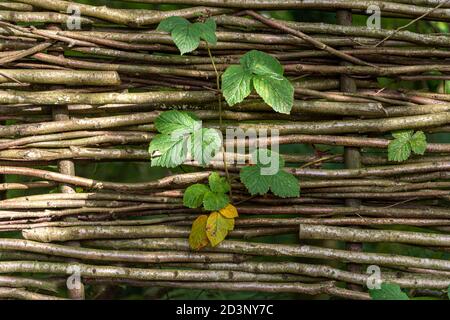 Traditionelle gewebte Weide Weidenzaun Panel, Nahaufnahme Textur. Stockfoto