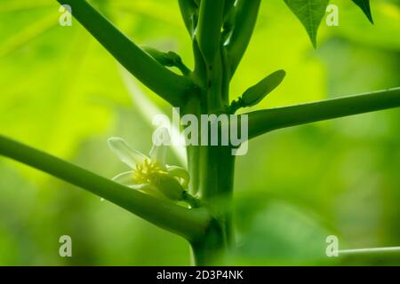 Papaya-Blüten sind duftend und haben fünf Creme mit Weiß Zu gelb-orangen Blütenblättern Stockfoto